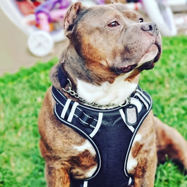 Large Dog Harness