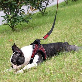 Comfortable Dog Harness