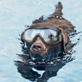 Bad Boy Goodies Goggles Swimming Dog