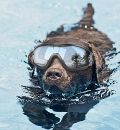 Bad Boy Goodies Goggles Swimming Dog