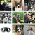 Bad Boy Goodies Goggles Lots of Dogs