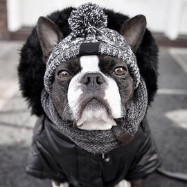 Winter Dog Hat