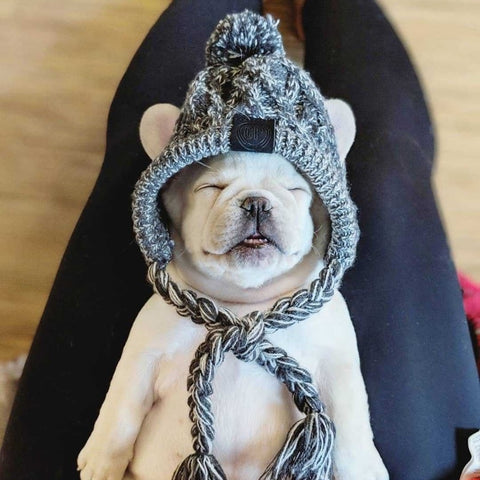 Winter Dog Hat