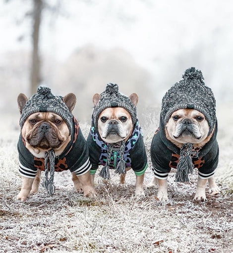 Winter Dog Hat