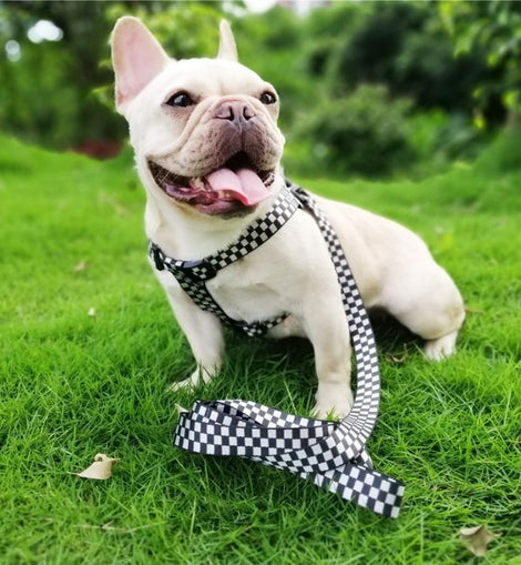 Bad Boy Dog Harness Black White Checkered